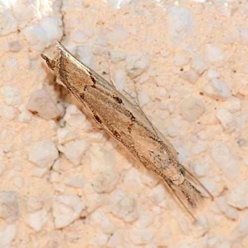 Réf. 316 275 : Agriphila geniculea